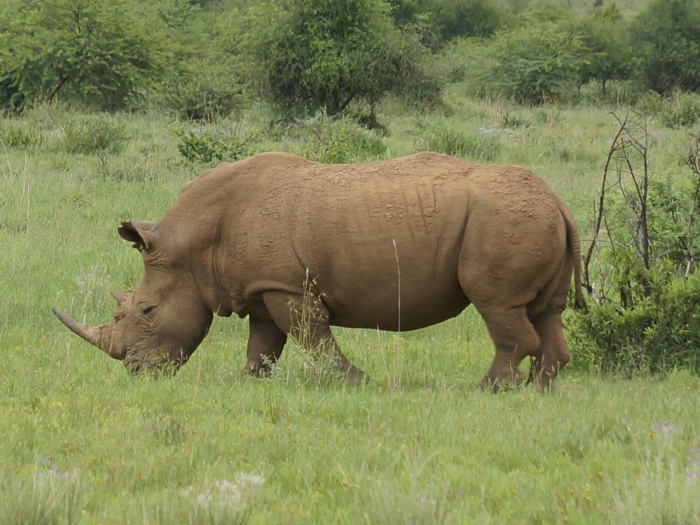 White Rhino