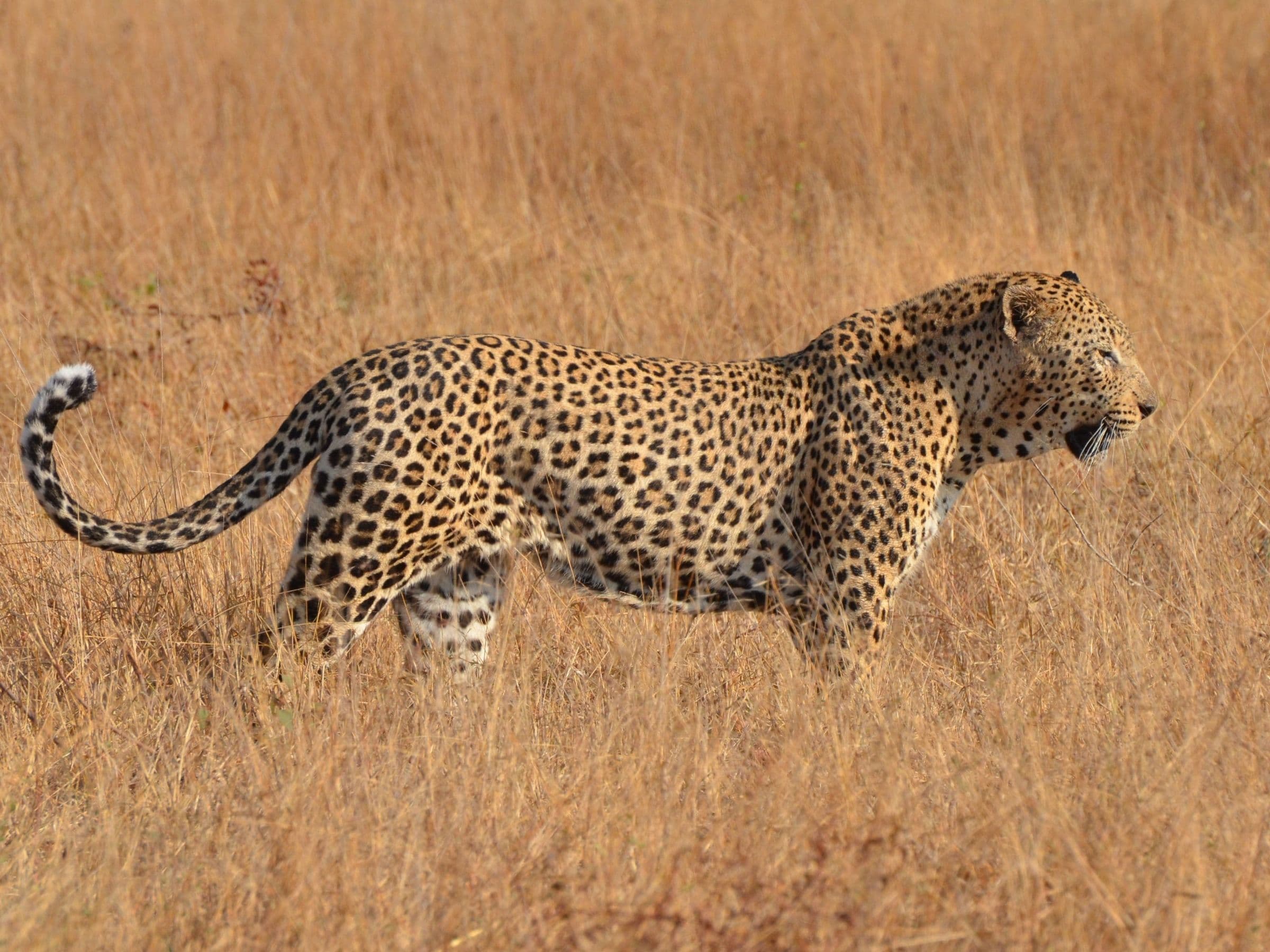 Leopard