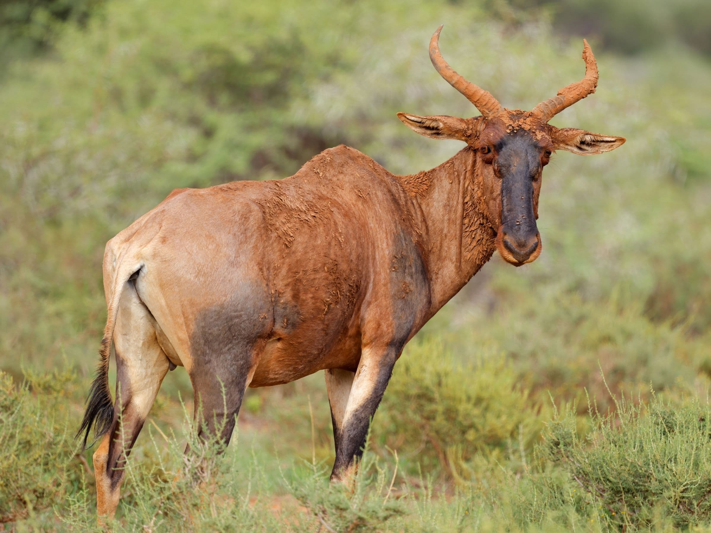 Tsessebe