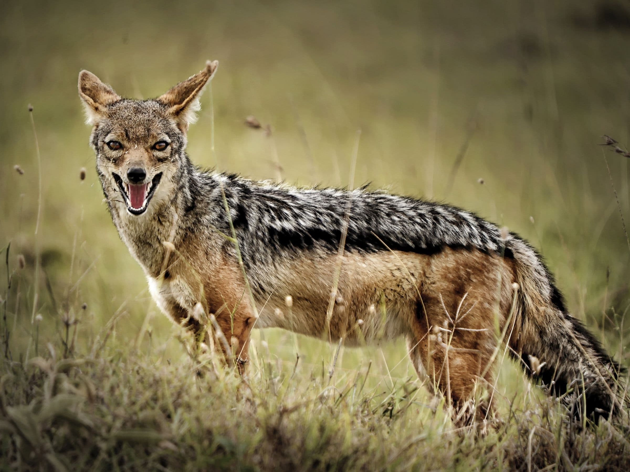 Black-Backed Jackal