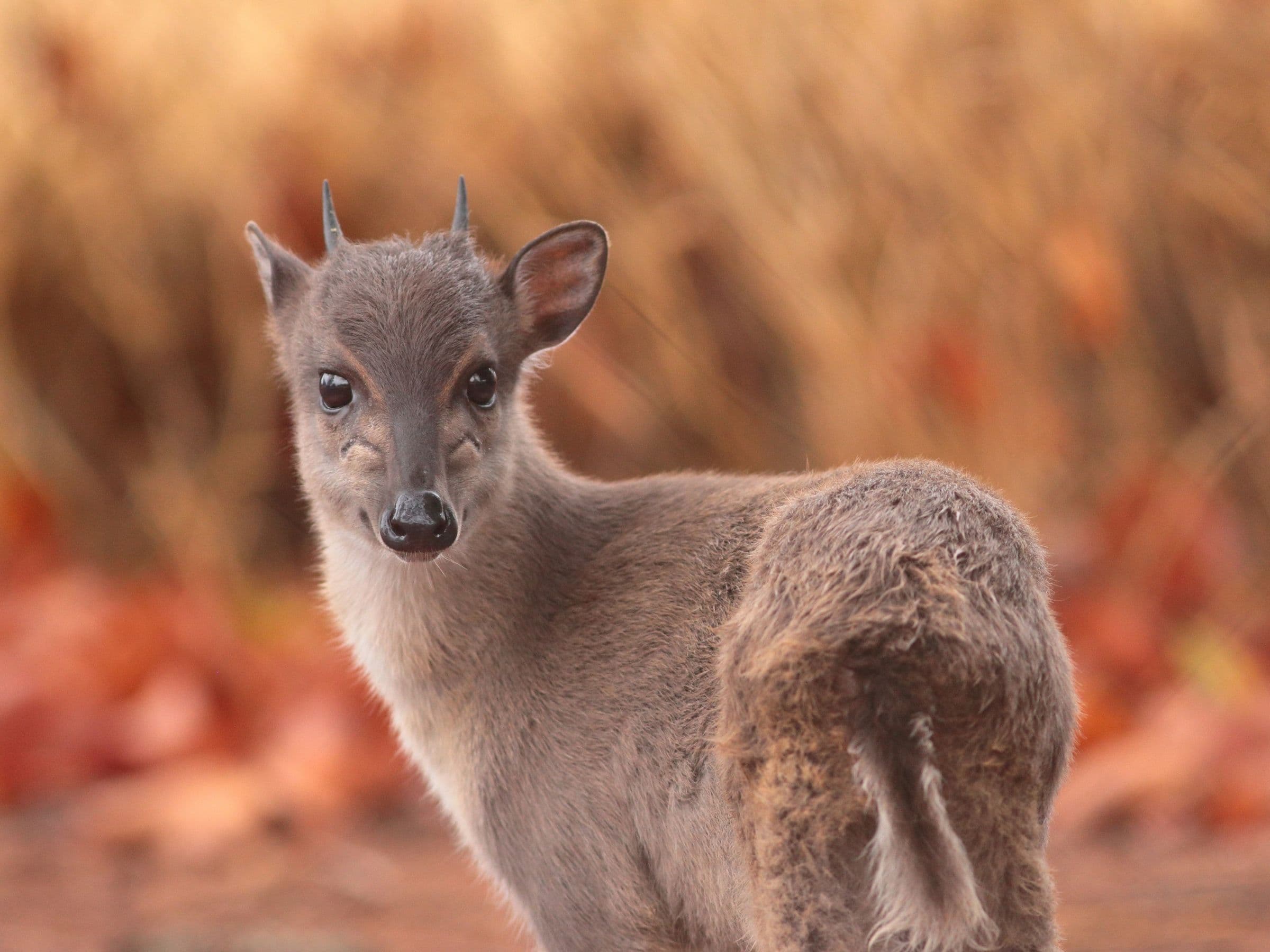 Blue Duiker