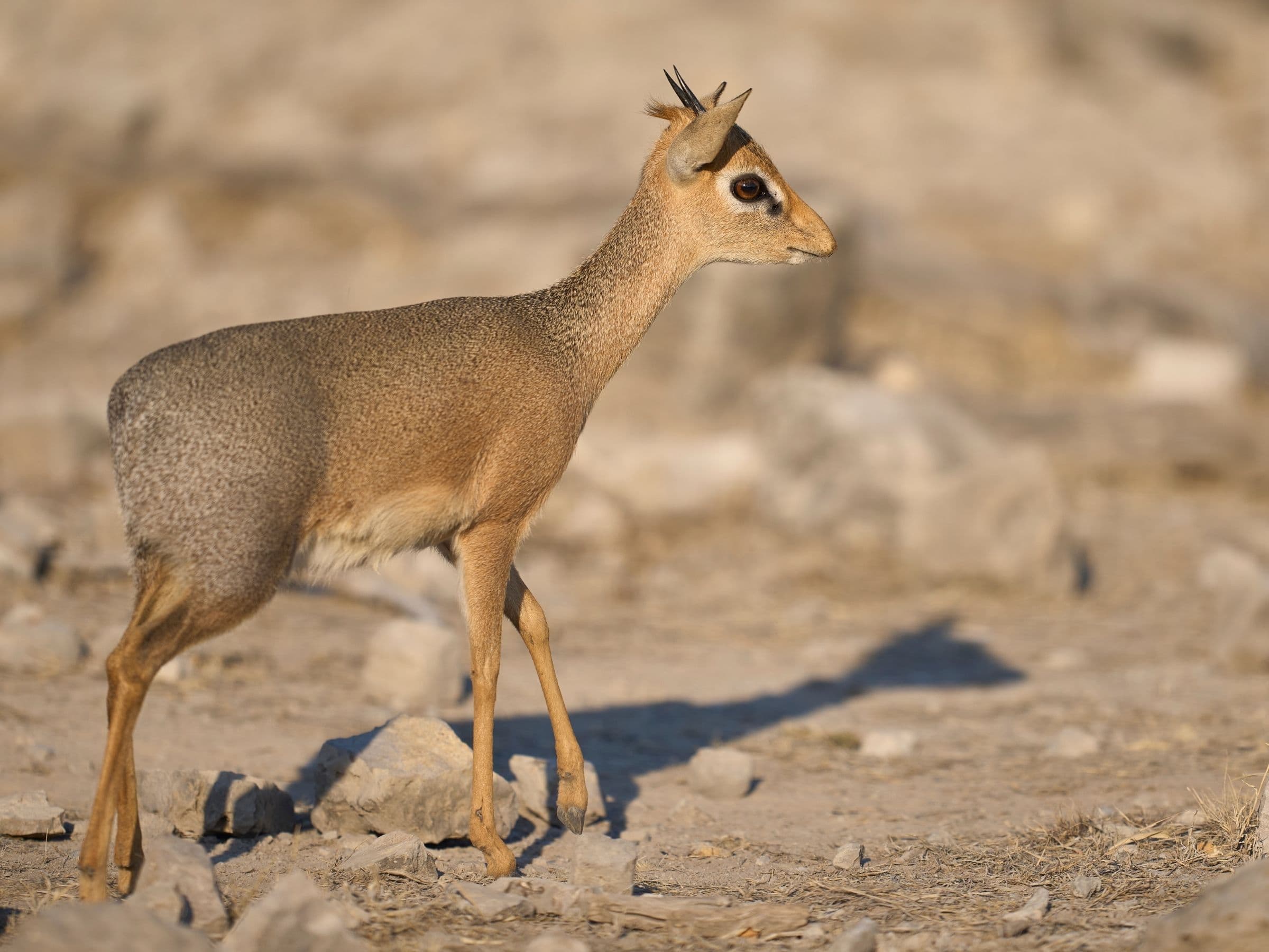 Damara Dik-Dik