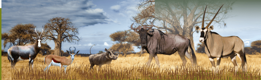 6-Day Plains Game Hunting Safari (2 Hunter)