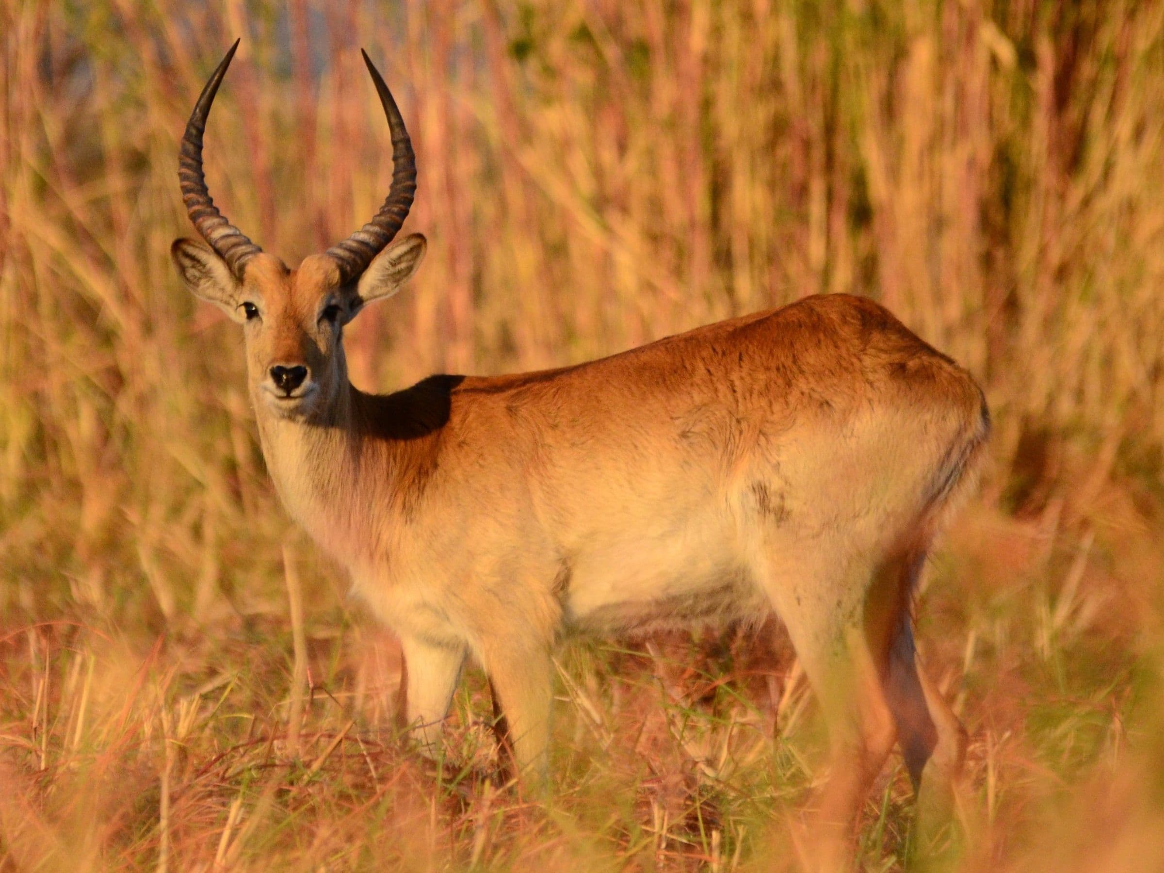Common Reedbuck
