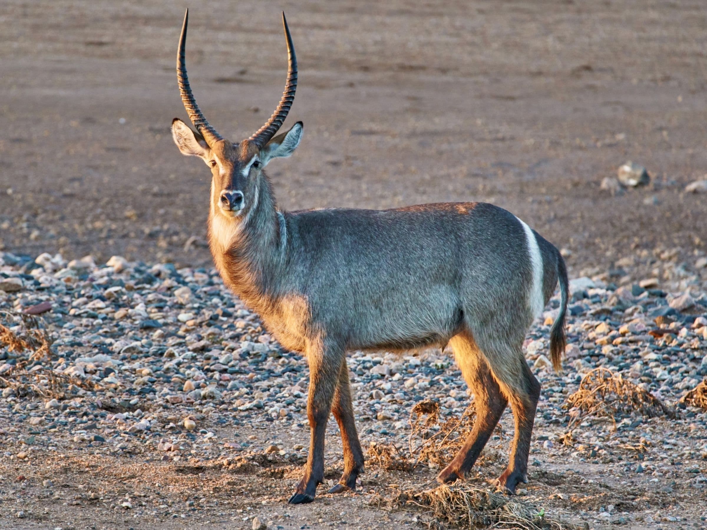 Waterbuck