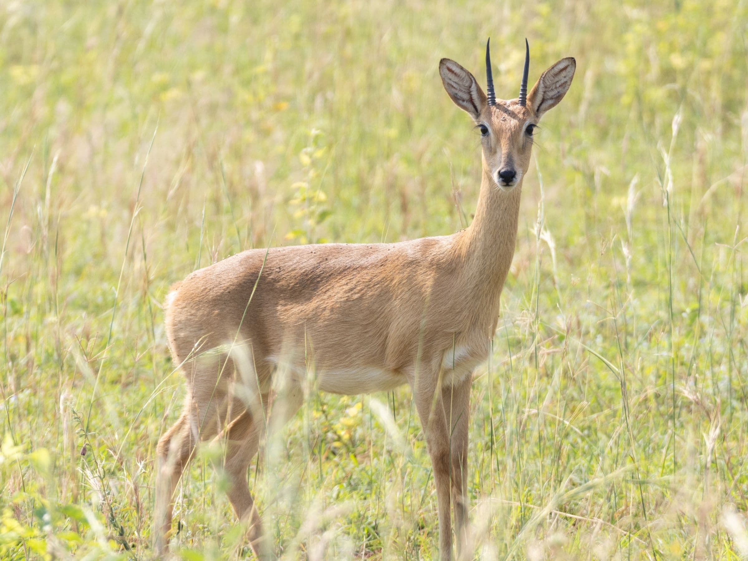 Oribi