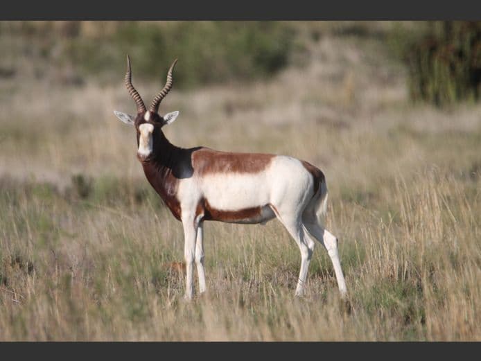 Saddleback Blesbuck