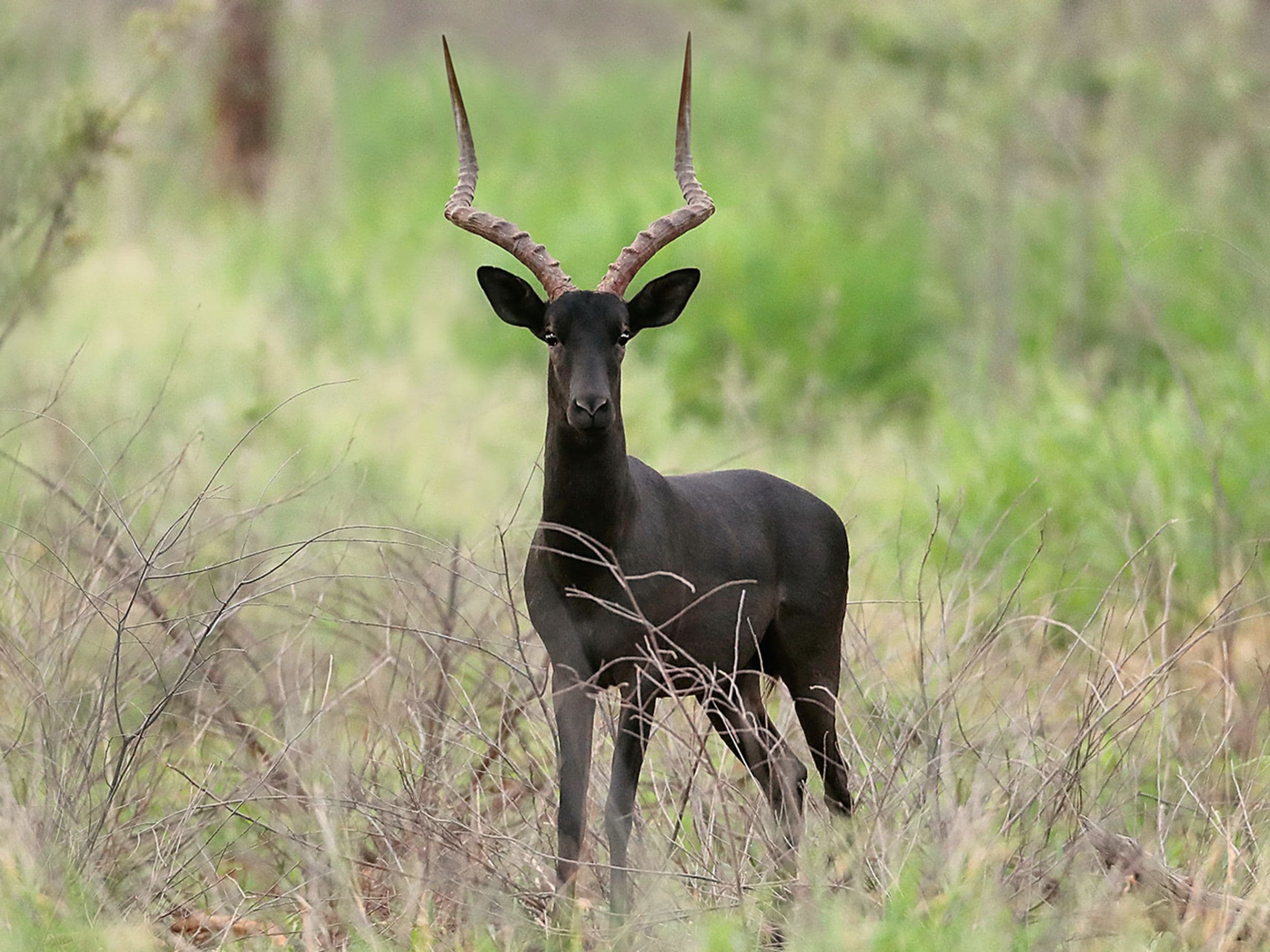 Black Impala