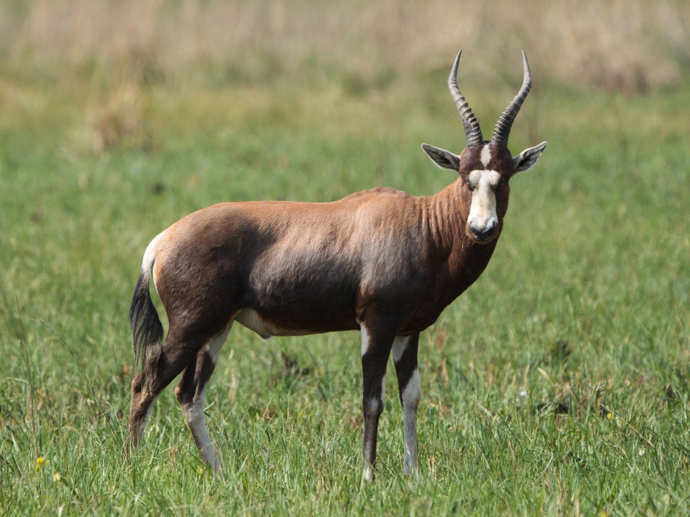 Common Blesbuck