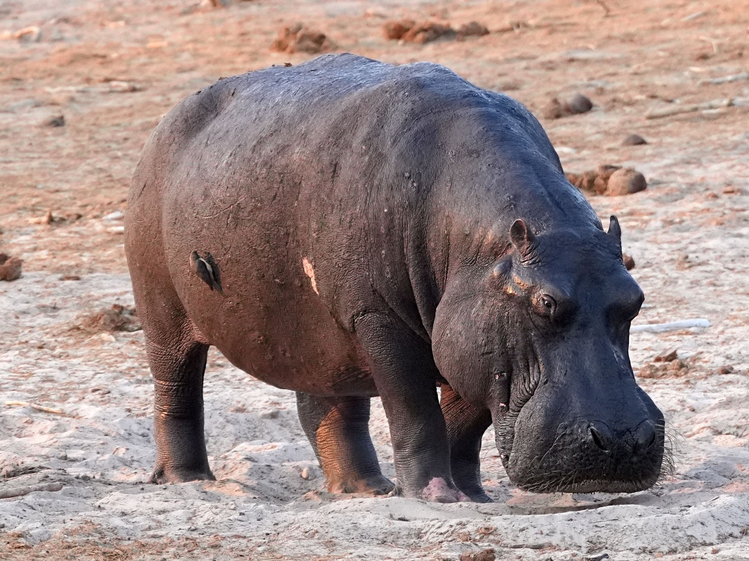 Hippopotamus