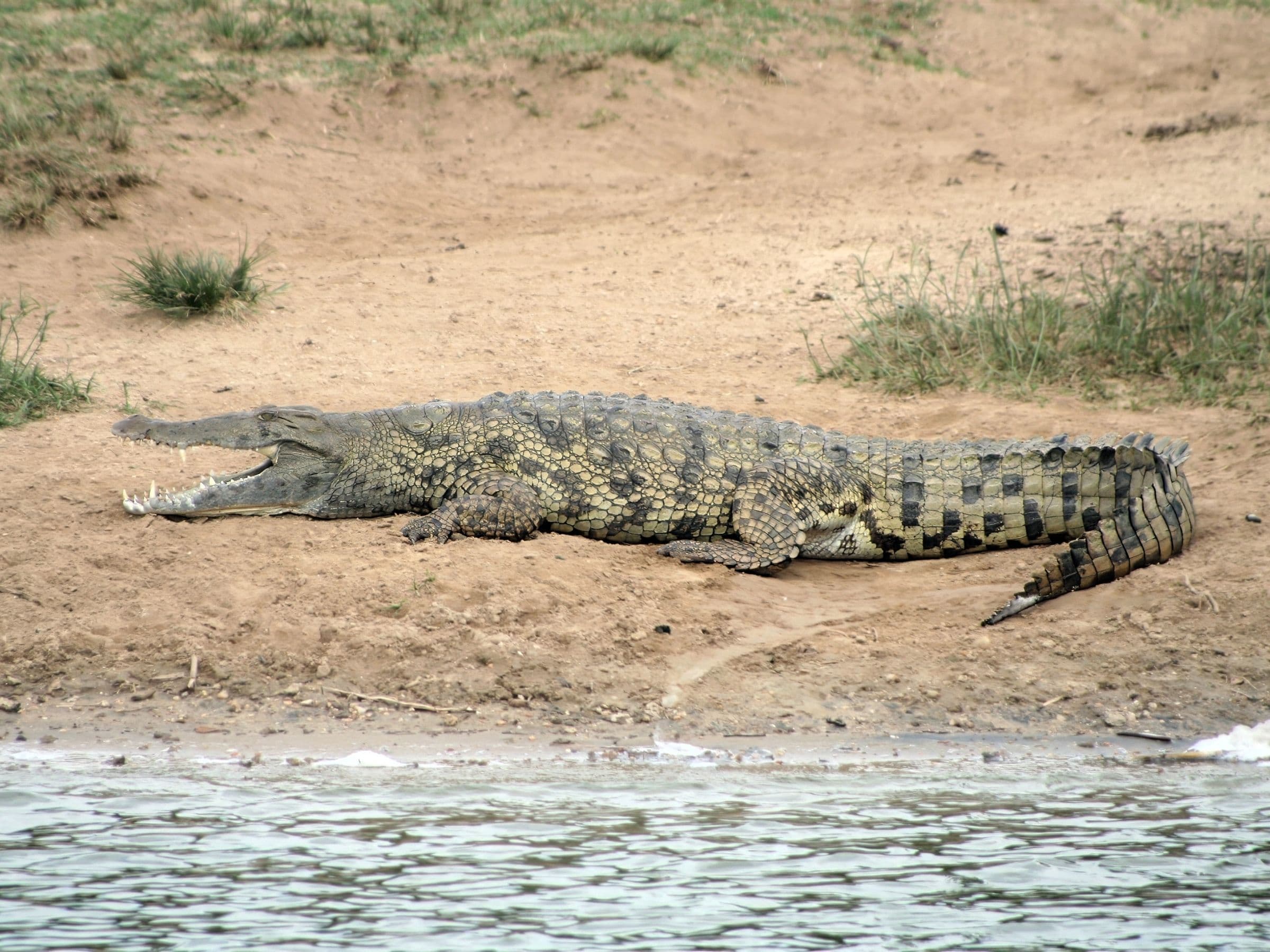 Nile Crocodile