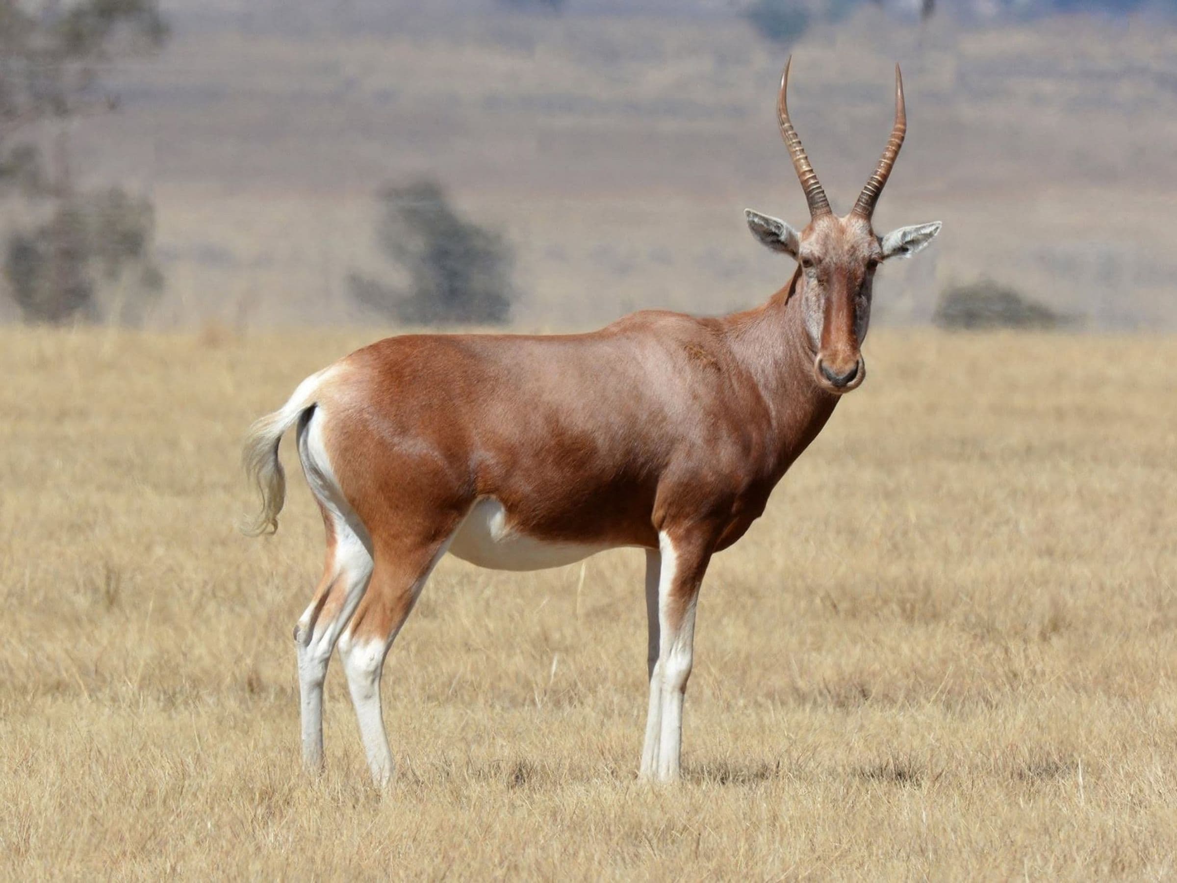 Copper Blesbuck