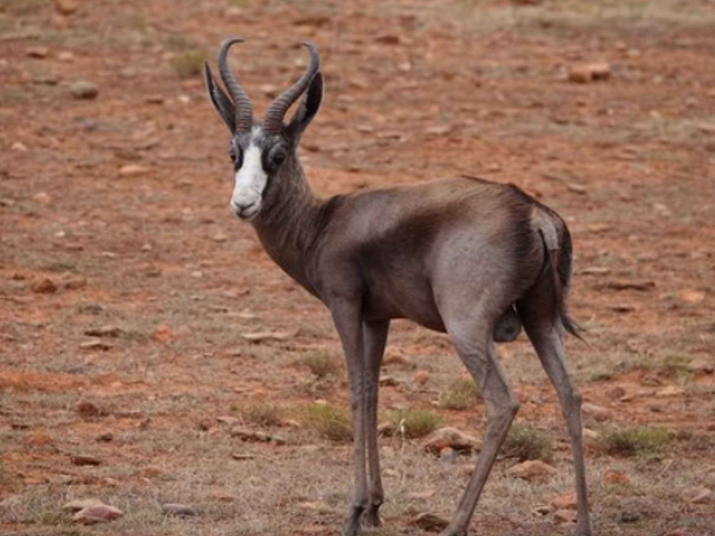 Black Springbuck