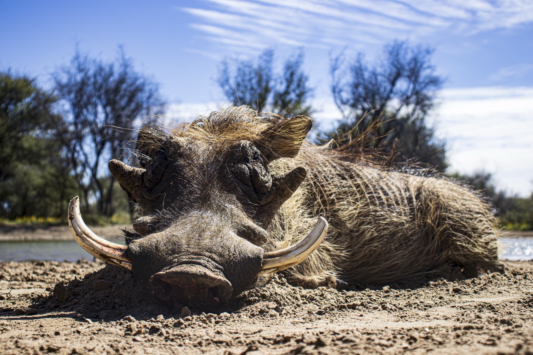 Close-up of a warthog trophy beside the water