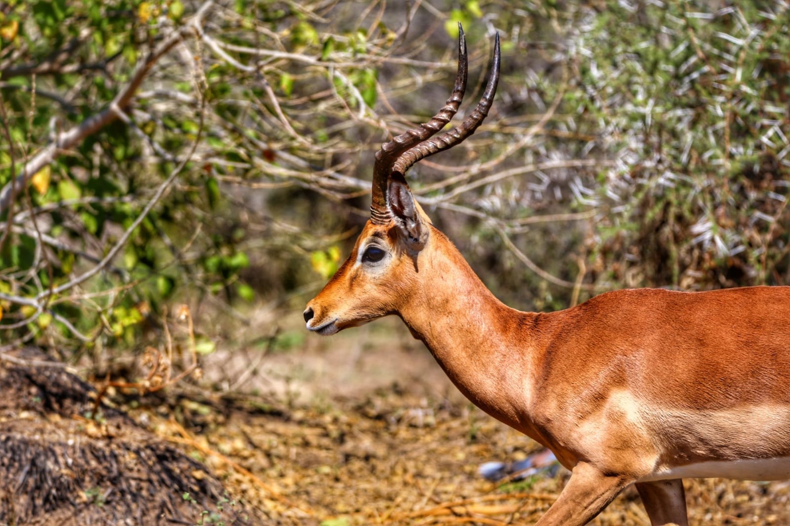 South African Hunting Experience